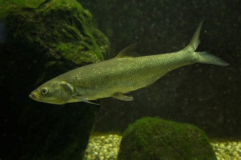 Common dace, Eurasian dace (Leuciscus leuciscus). - Don Catchment ...