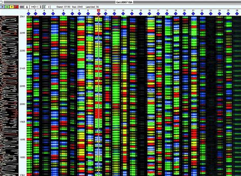 DNA Sequencing Process: End Result