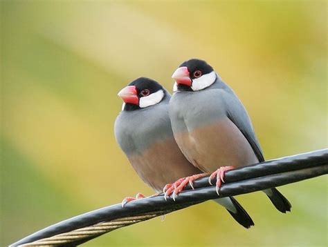 Java Sparrow Facts, Pet Care, Temperament, Feeding, Pictures | Birds ...