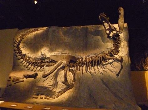 'Black Beauty' a Tyrannosaurus rex fossil. Minerals stained the bones ...