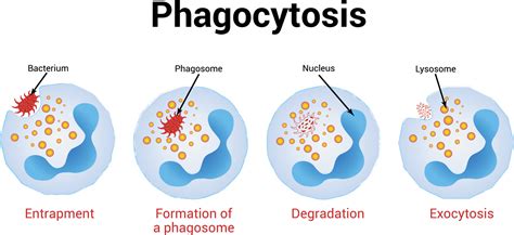 Phagocytosis Vector illustration, Medical illustration 10489948 Vector ...