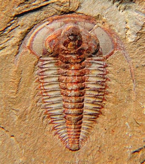 8 Oldest Fossils in the World - Oldest.org