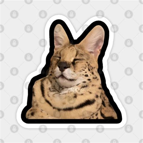 Sogga My Beloved Serval Meme Cat Meme - Sogga My Beloved - Magnet ...