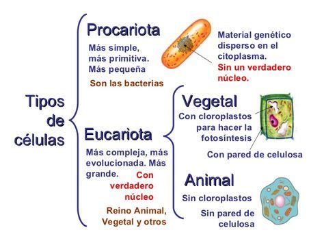 Mapa Mental Sobre La Celula Y Vegetal - Infoupdate.org