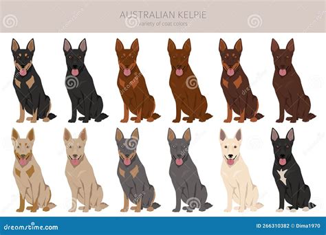 Australian Kelpie All Colours Clipart. Different Coat Colors Set Stock ...