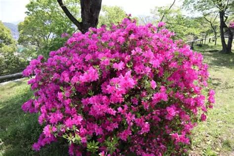 Pink Azalea Japanese Evergreen GardenersDream | atelier-yuwa.ciao.jp