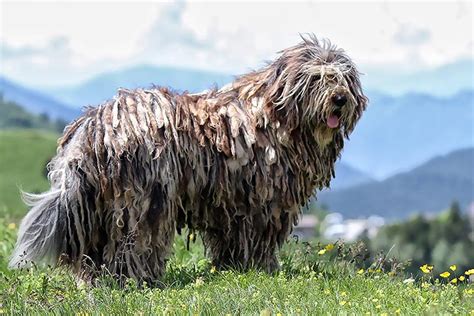 Bergamasco Sheepdog Dog Breed Information