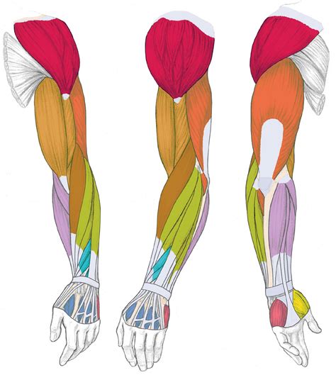 Arm Muscle Diagram