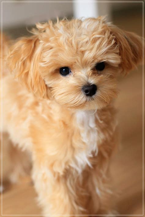 Maltipoo ~ Maltese/Poodle Mix | Puppies, Cute dogs, Poodle mix puppies