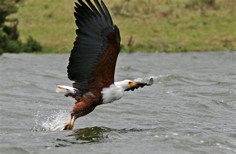 Fish Eagle Catching Fish | This shot was captured by Mrs Len… | Flickr