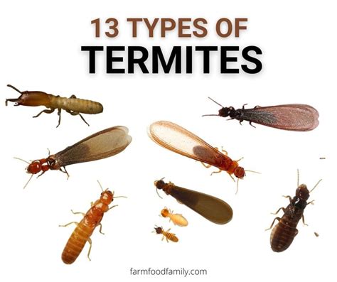 13+ Different Types Of Termites With Pictures (Identification Guide)