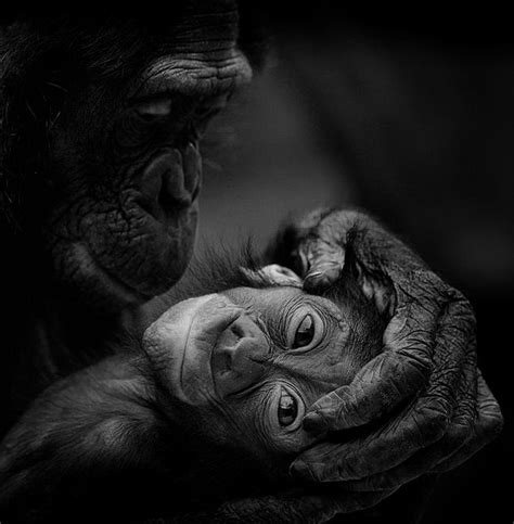 baby chimp and mother | Animals & Others | Pinterest