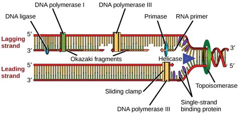 Which of the following does the enzyme primase synthesize By OpenStax ...