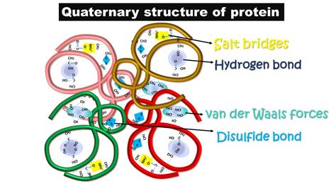 Quaternary Structure Of Protein Diagram