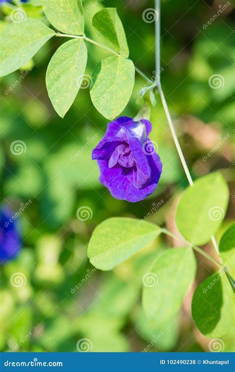 Butterfly Pea Or Blue Pea Vine Flower Stock Photo - Image of nature ...