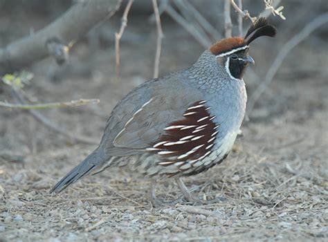 Quail - Arizona Game & Fish Department