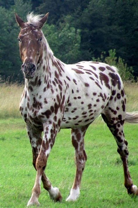 Sign in | Leopard appaloosa, Beautiful horses, Pretty horses