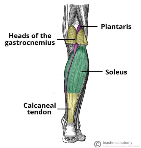 Tendon Diagram Leg / Anatomy Of Leg Muscles And Tendons Anatomy Diagram ...