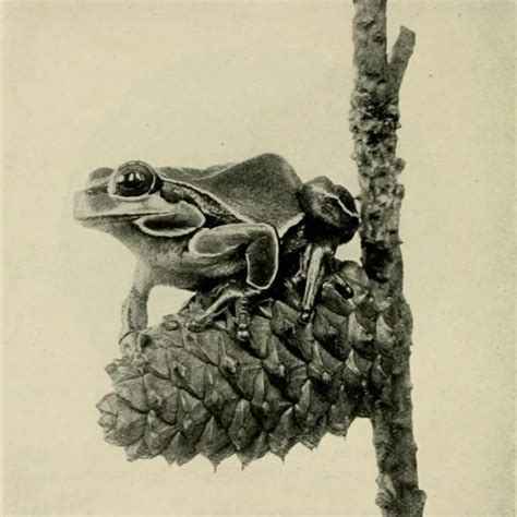 Pine Barrens tree frog - Facts, Diet, Habitat & Pictures on Animalia.bio