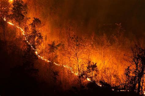 Common Causes of Wildfires in Texas You Need to Know