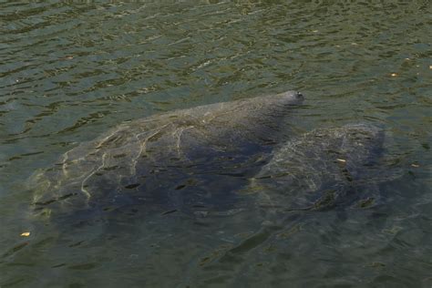 Florida manatee feeding program to wind down as temps warm