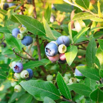 Southern Highbush Blueberry Plants from Stark Bro's