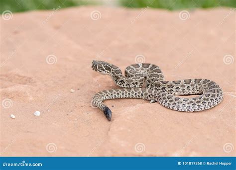 Macro De Los Viridis Salvajes Del Crotalus De La Serpiente De Cascabel ...