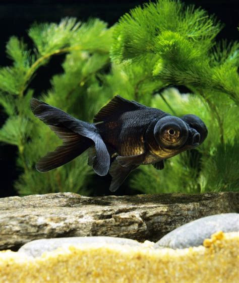 Black Moor Goldfish • Care Guide (Setup, Diet & Breeding)