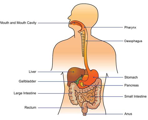 Digestive system | healthdirect