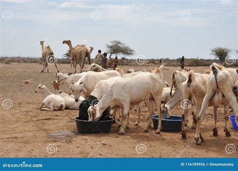 Camels at a Water Point-African Pastoral Life Editorial Photo - Image ...