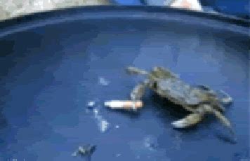 crab gifs Page 7 | WiffleGif