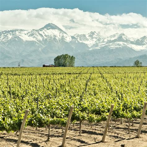 11 Must-Visit Mendoza Wineries - Savored Journeys