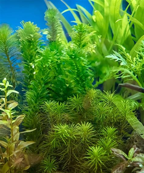 Huge List of Beginner Friendly Aquarium PLants | Plants, Floating ...