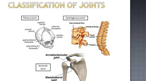 Classification of Joints - Online Biology Notes