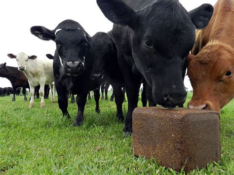 How to Feed Cattle (with Pictures) - wikiHow