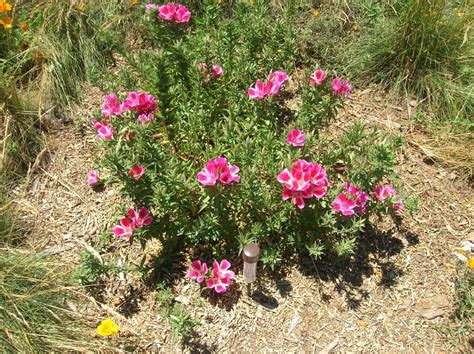 Clarkia – A Native Flower with a History – The Granada Native Garden ...