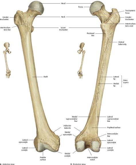 Hip & Thigh - Atlas of Anatomy | Anatomy, Human anatomy and physiology ...