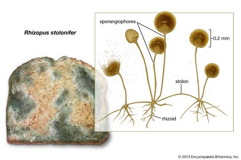 Rhizopus | Characteristics, Species & Uses | Britannica