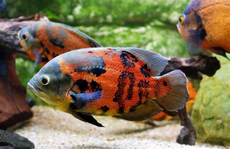 Let’s Explore the Types of Oscar Fish Available To Buy!