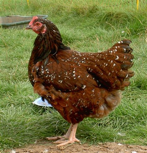 20 Amazing Rare Chicken Breeds With Special Characteristics | The ...