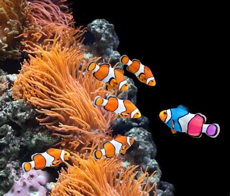 Picasso Clownfish: Care, Breeding, Feeding,Cost, Guide – Fishkeeping ...