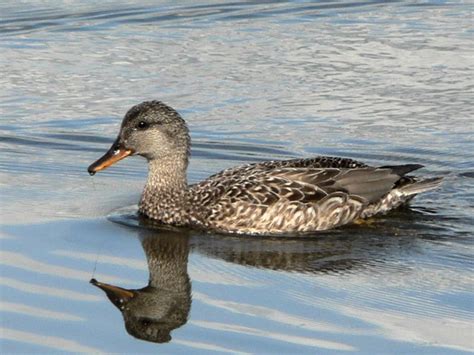 Gadwall(female) | Duck identification, Antelope island, Waterfowl