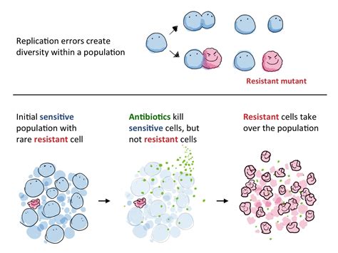 Antibiotic Resistance: Old genes, new problems - Science in the News