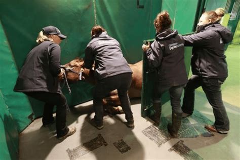 Taking a Horse to Surgery - Canberra Equine Hospital | Horse Vets