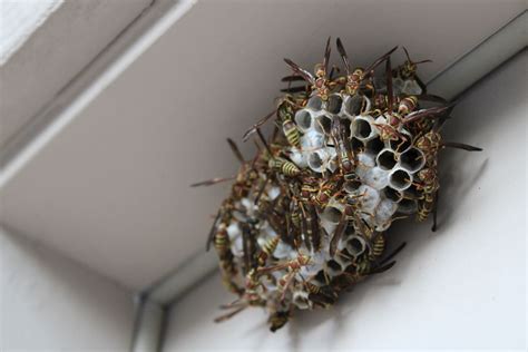 Man Has Genius Toxic Free Solution for Trapping Carpenter Bees ...