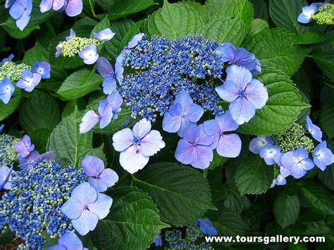 See Japanese Hydrangea in May with Toursgallery.com on Best of Japan ...