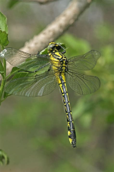 Gomphidae - Gomphus vulgatissimus , Natura Mediterraneo | Forum ...