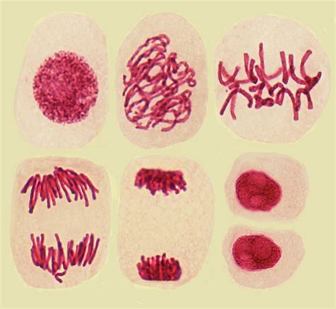 What Are The 18 Stages Of Plant Cell Mitosis : Biology Diva / Chapter 6 ...