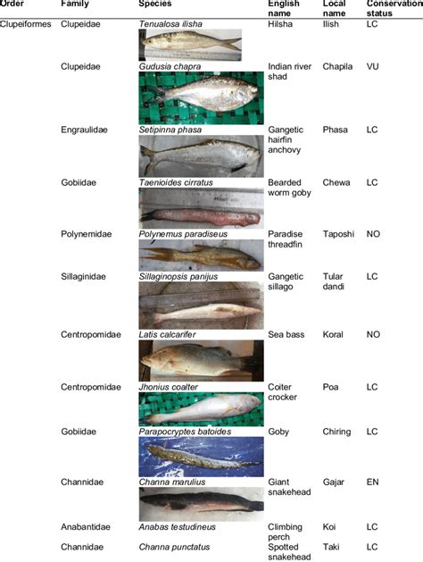 List of fish species recorded in the present study according to order ...