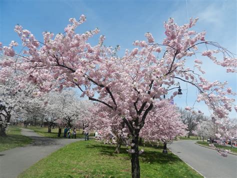 Newark Cherry Blossom Festival and Vegan Meals - Vegan World Trekker ...